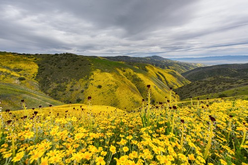 Carrizo Superbloom Photograph