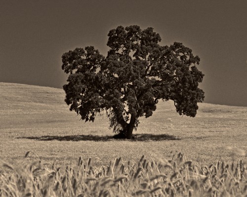 Lone Oak Photograph