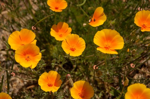 Poppies Photograph